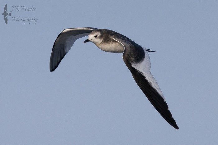 Sabine's Gull
