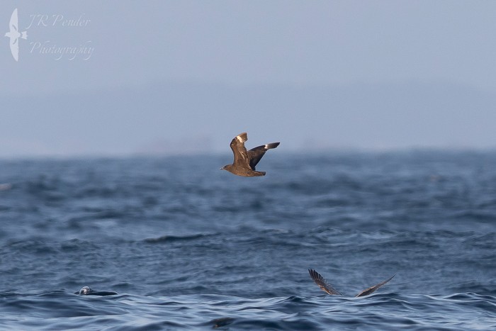 South Polar Skua