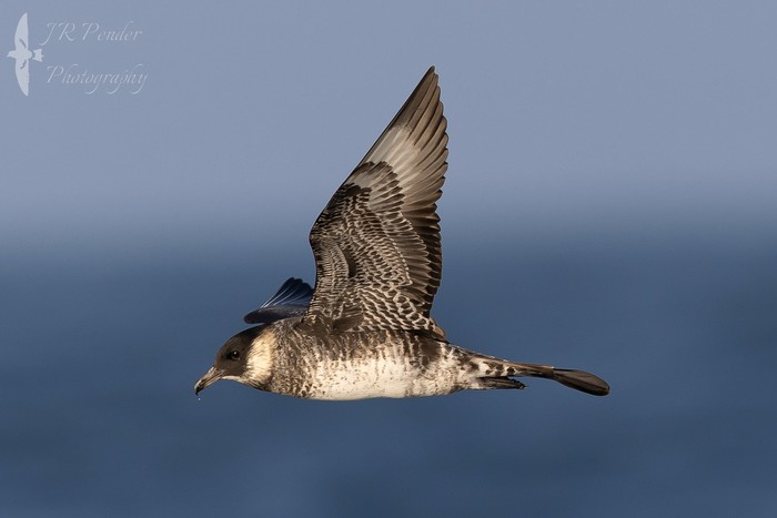 Pomarine Skua