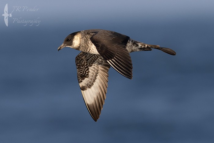 Pomarine Skua