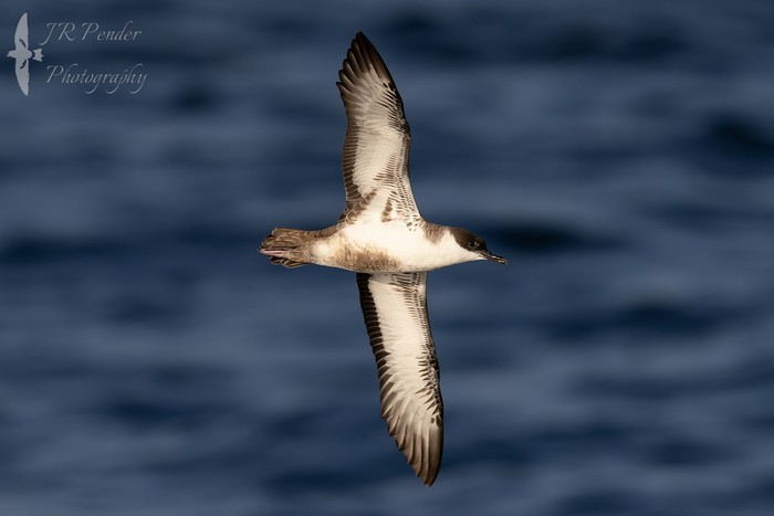 Great Shearwater
