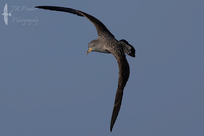 Cory's Shearwater