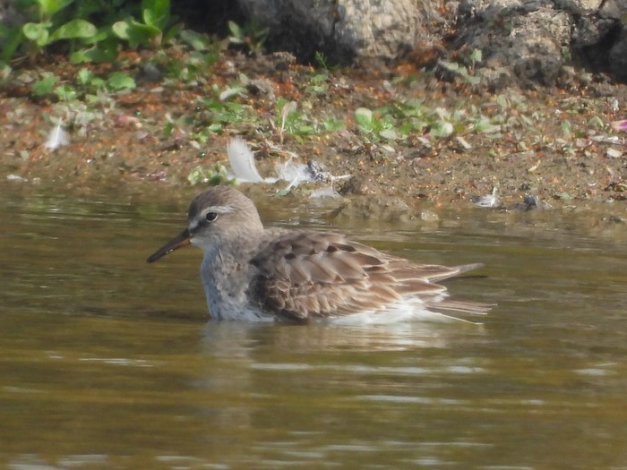 White-rumped Sandpiper