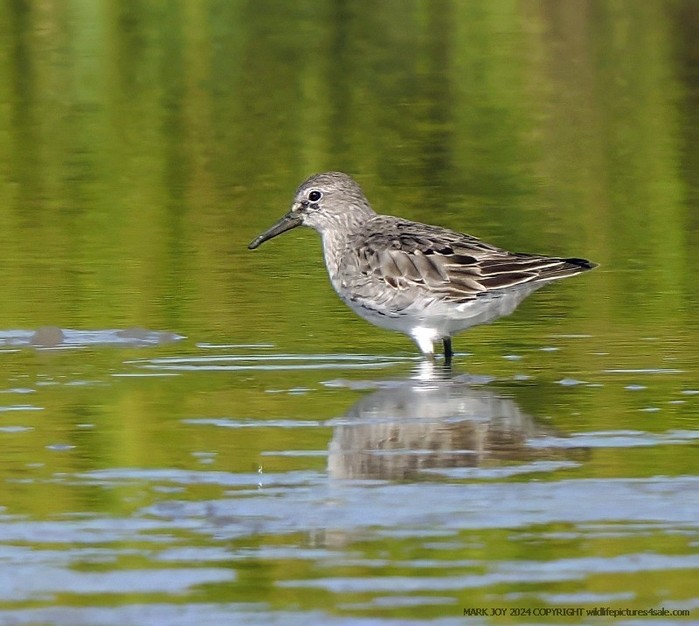 White-rumped Sandpiper