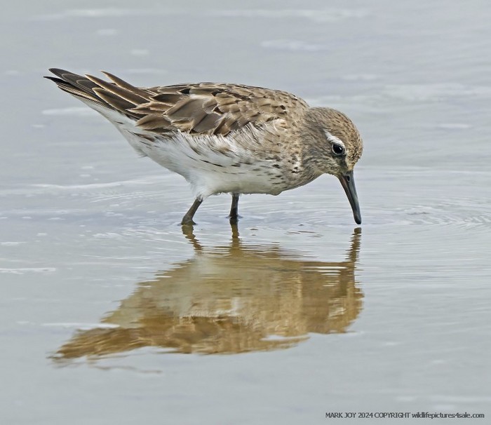 White-rumped Sandpiper