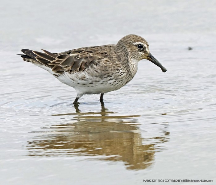 White-rumped Sandpiper