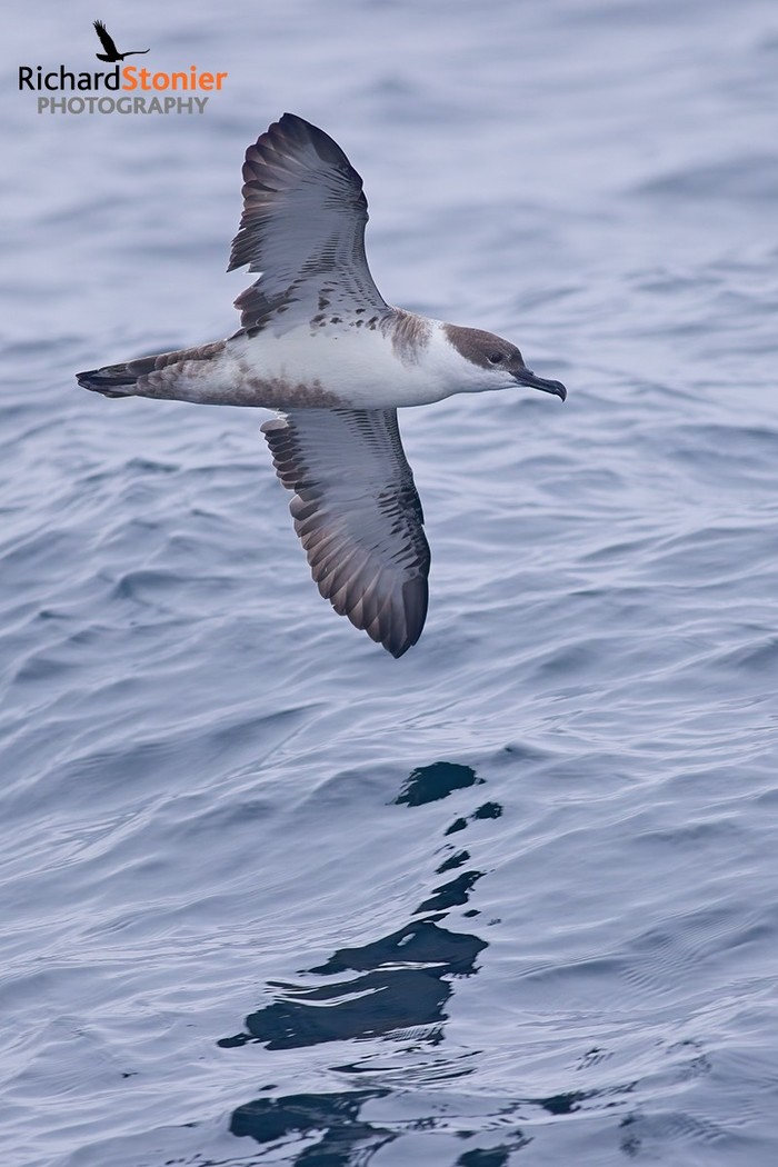 Great Shearwater