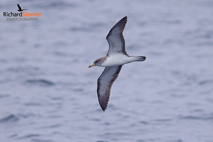 Cory's Shearwater