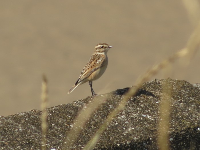 Whinchat