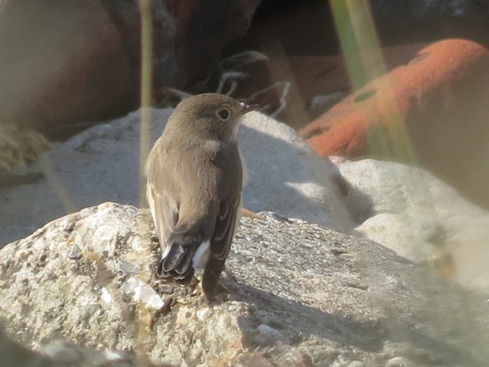 Red-breasted Flycatcher