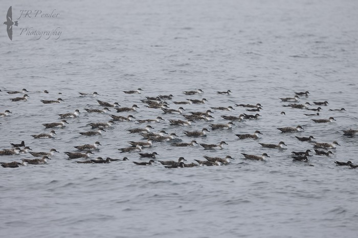 Great Shearwater