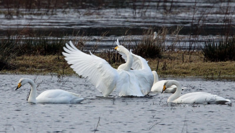 Whooper Swan