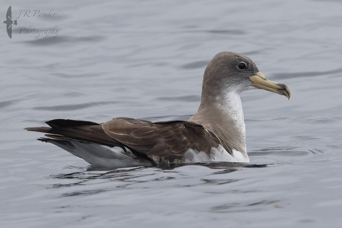 Cory's Shearwater
