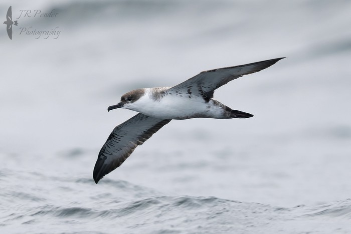 Great Shearwater
