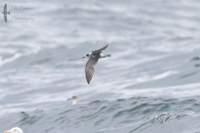 Black Tern