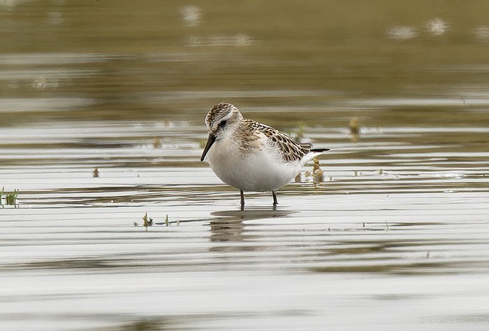 Little Stint