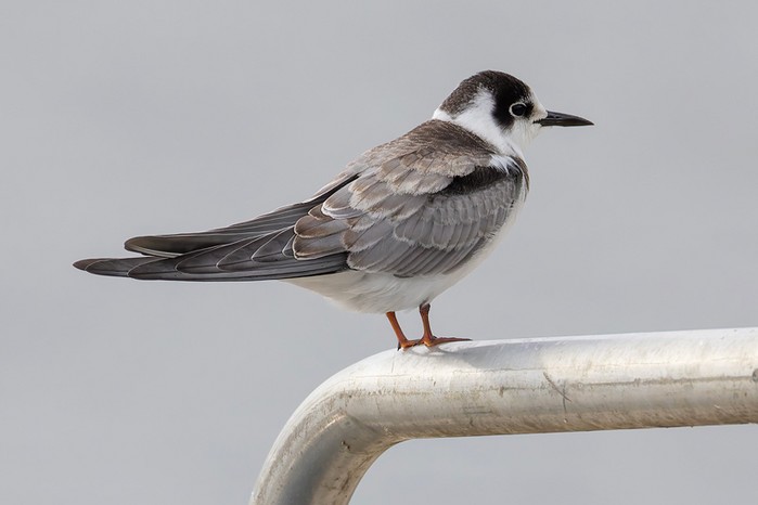 Black Tern