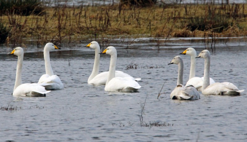 Whooper Swan