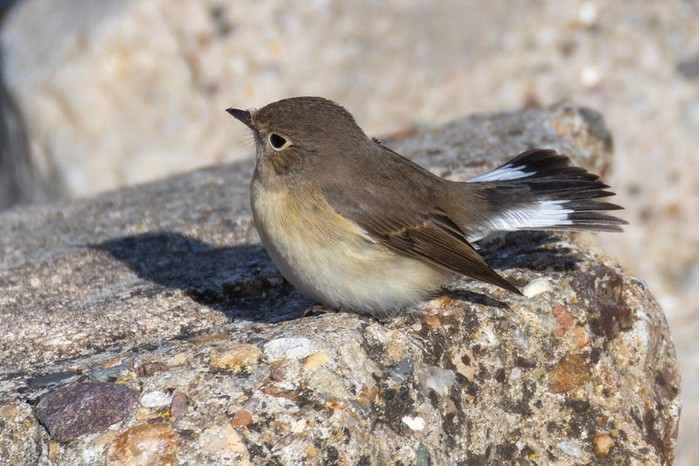 Red-breasted Flycatcher