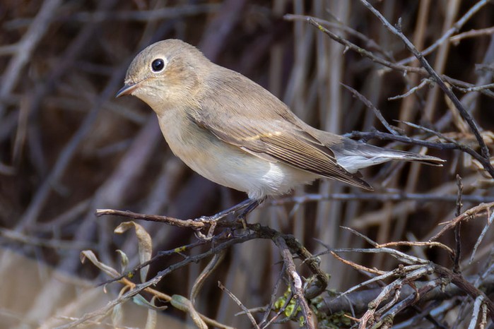 Red-breasted Flycatcher