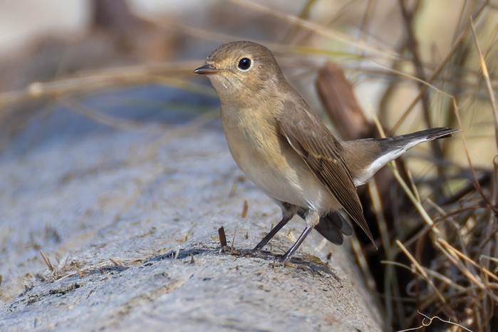 Red-breasted Flycatcher