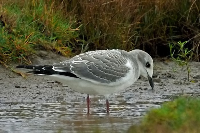 Sabine's Gull