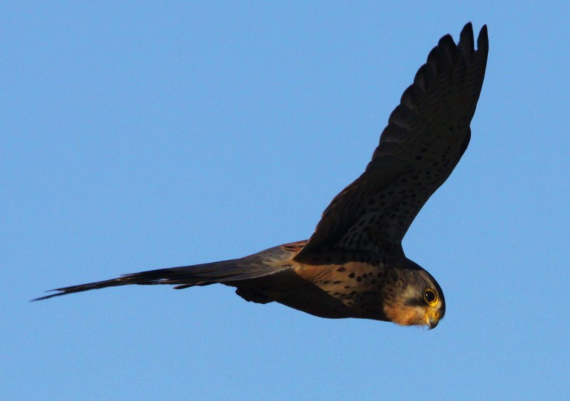 Kestrel