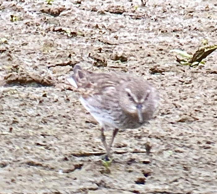 White-rumped Sandpiper