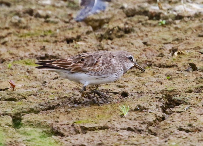 White-rumped Sandpiper