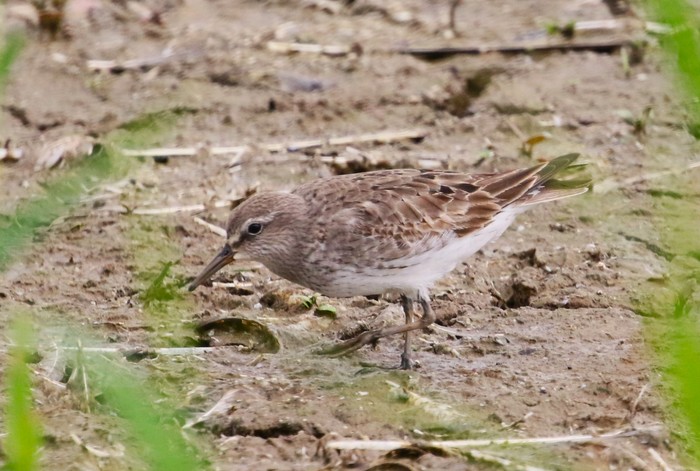 White-rumped Sandpiper