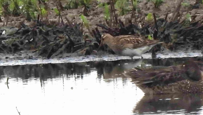Pectoral Sandpiper