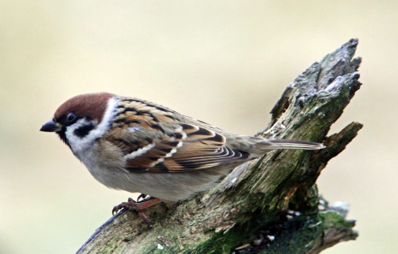Tree Sparrow