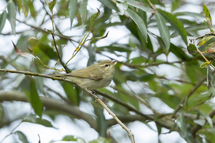 Greenish Warbler