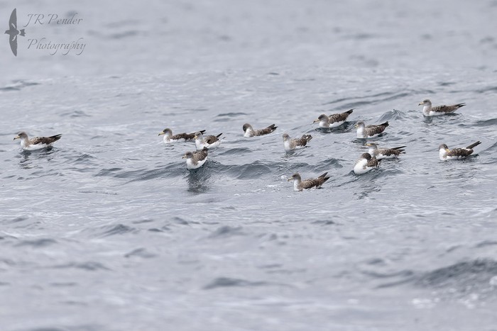 Cory's Shearwater