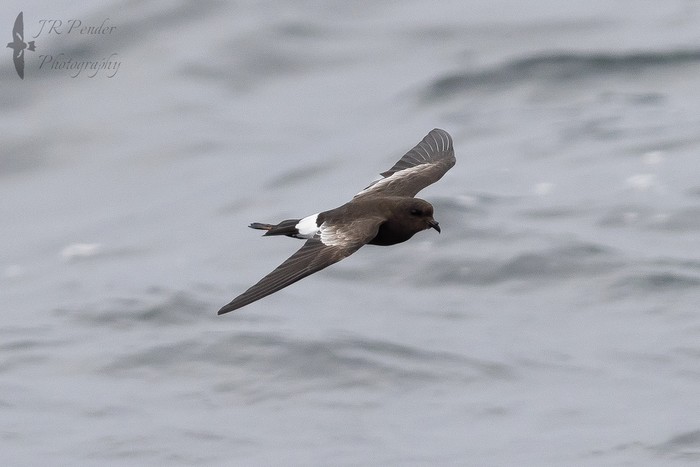 Wilson's Petrel