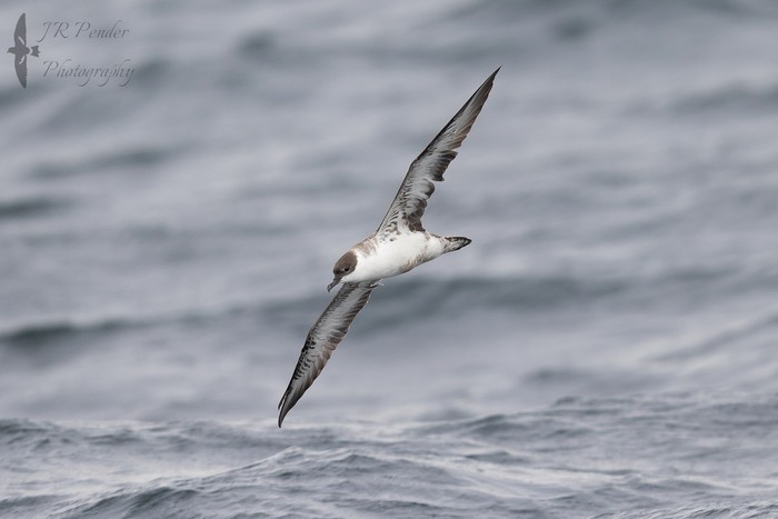 Great Shearwater