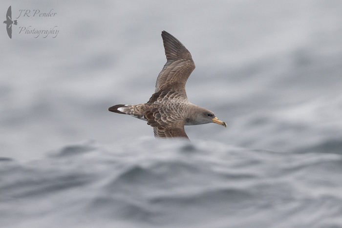 Cory's Shearwater