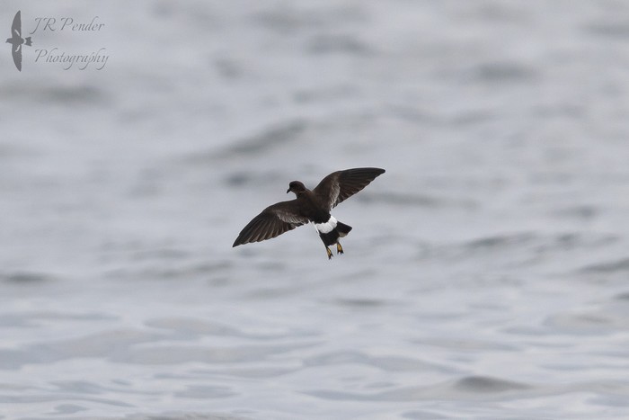 Wilson's Petrel