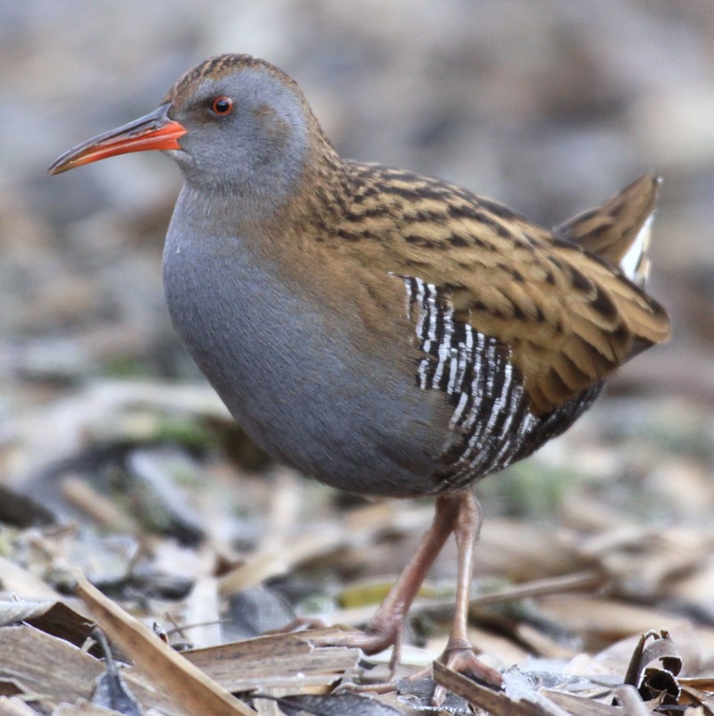 Water Rail