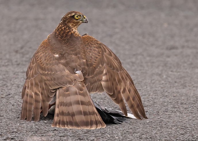 Sparrowhawk