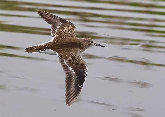 Common Sandpiper