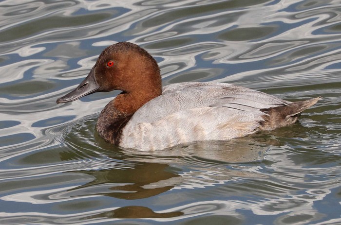 Canvasback