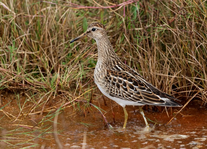 Pectoral Sandpiper