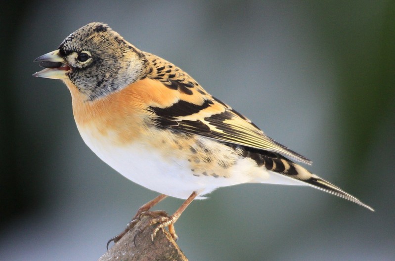 Brambling