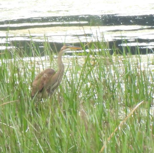 Purple Heron