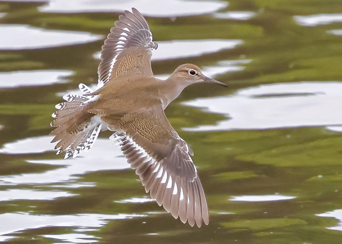 Common Sandpiper
