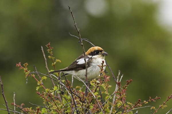 Balearic Woodchat Shrike