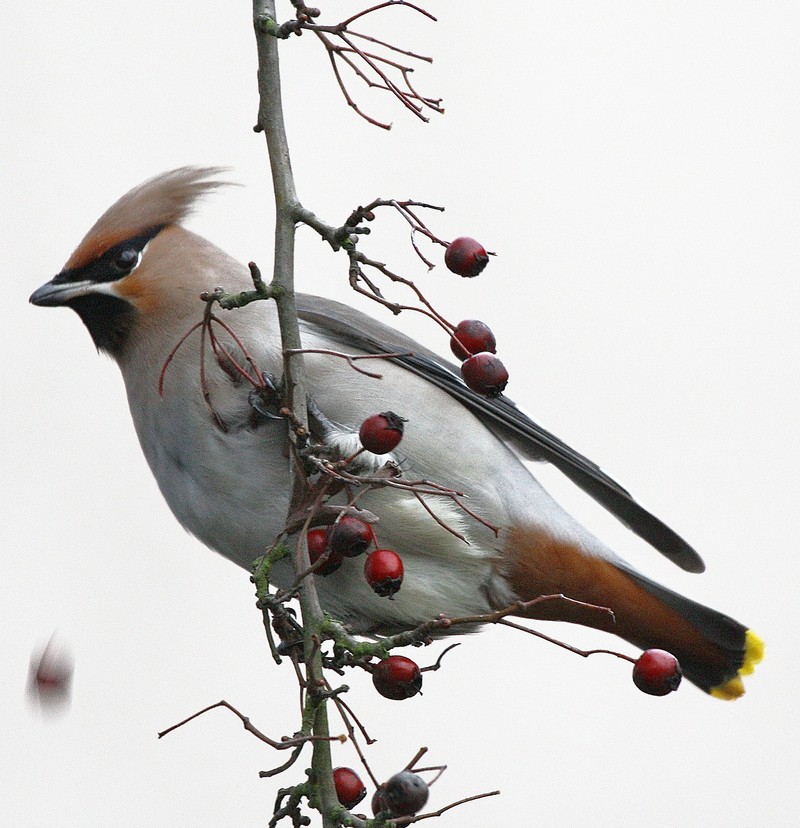 Waxwing