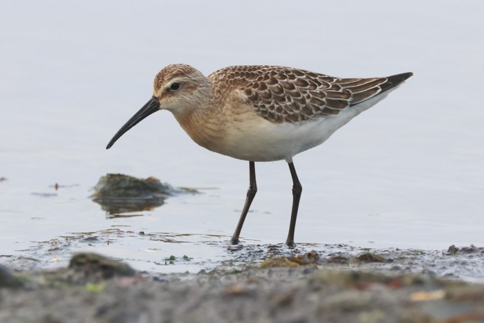 Curlew Sandpiper
