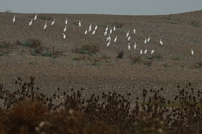 Cattle Egret